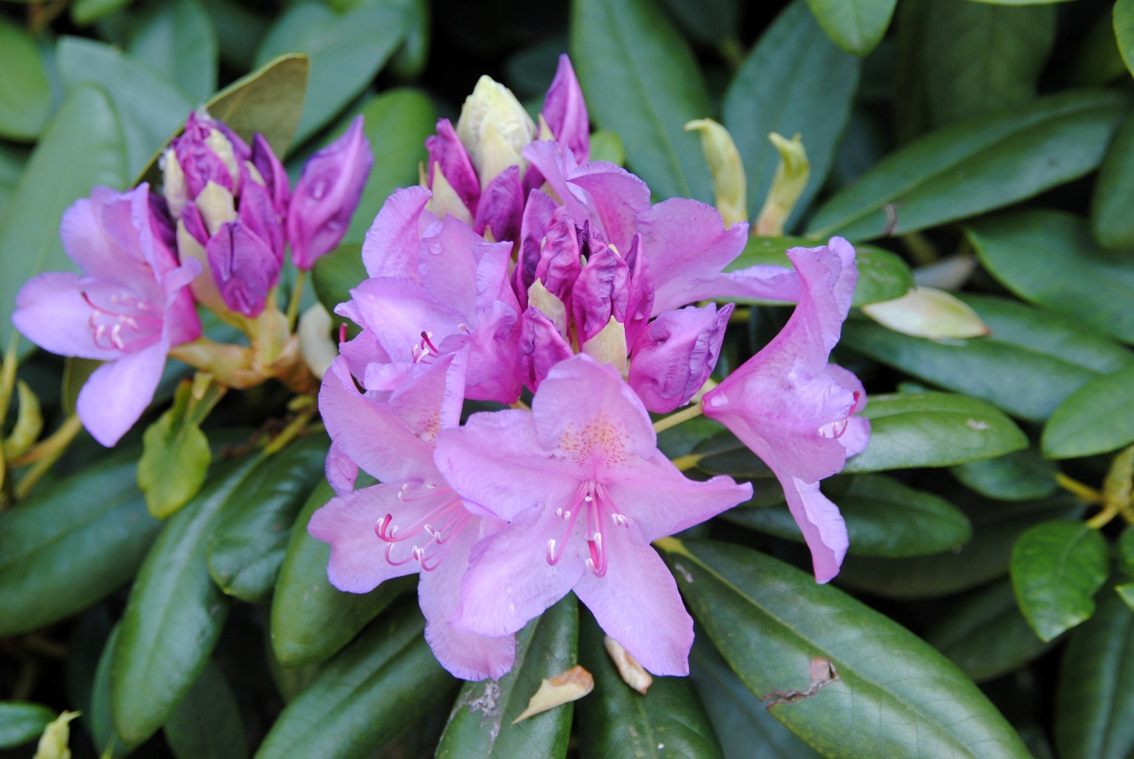 Rhododendron 'Catawbiense Grandiflorum' | Rhododendron 'Catawbiense  Grandiflorum' - Van den Berk Viviros