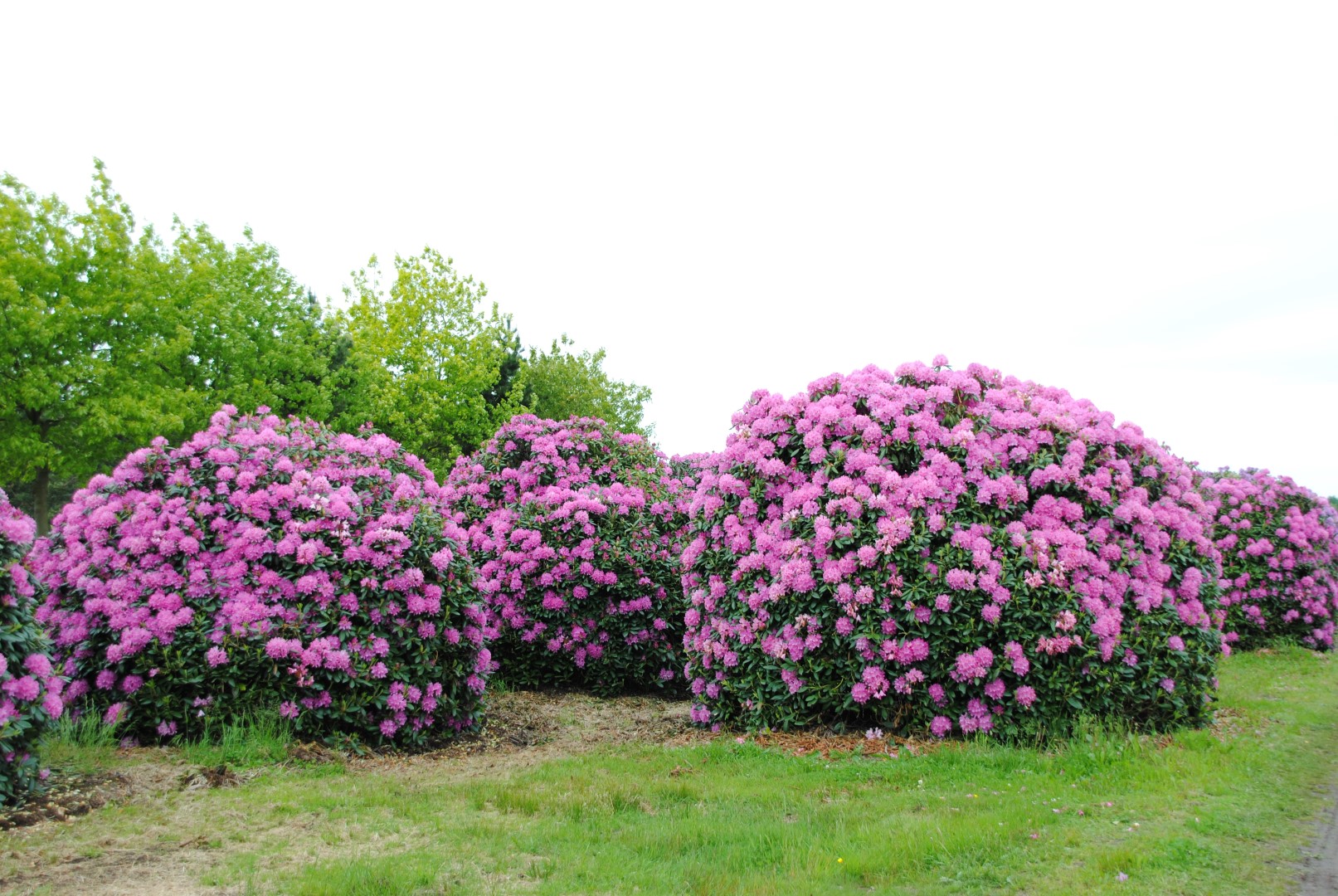 Rhododendron 'English Roseum' | Rhododendron 'English Roseum' - Van den  Berk Viviros