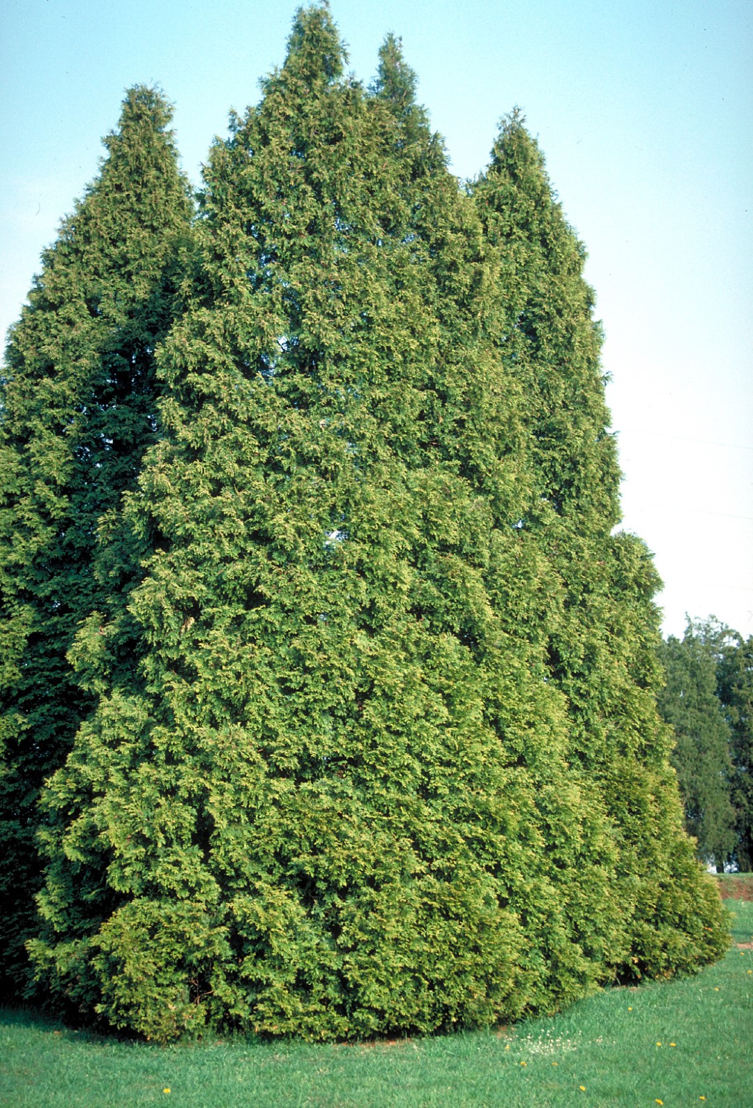 file-podlaskie-suprasl-kopna-gora-arboretum-thuja-occidentalis