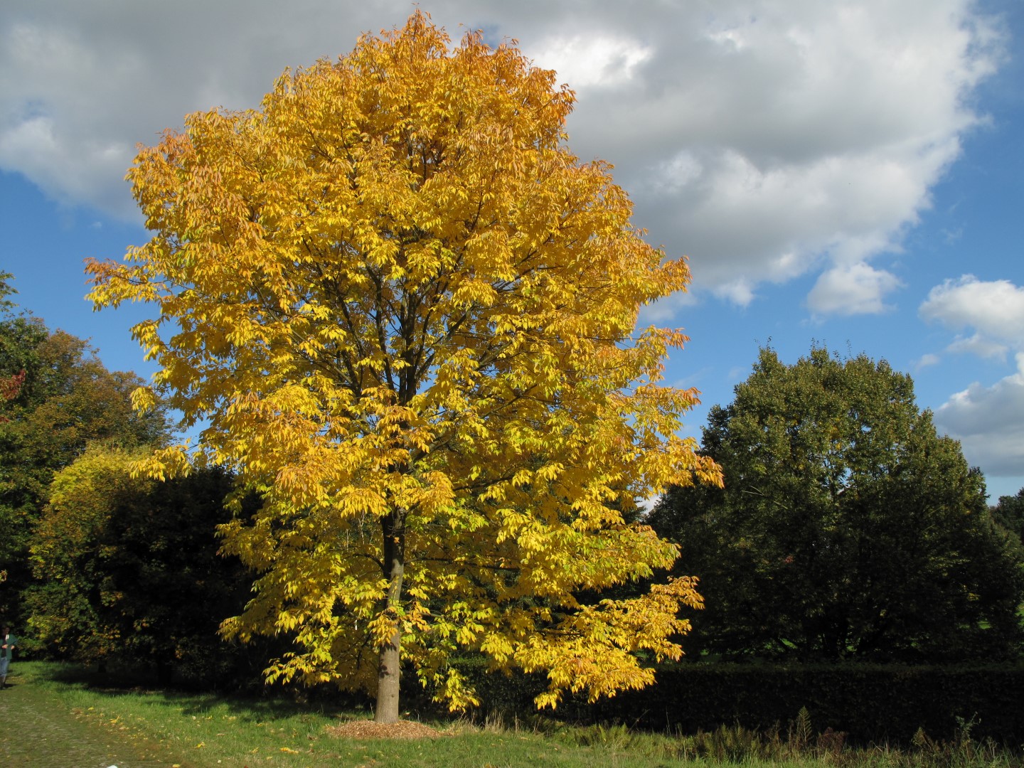 Fraxinus americana | White ash - Van den Berk Viviros