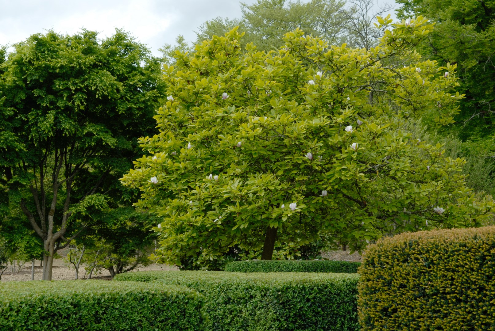 Magnolia ×soulangeana | Saucer Magnolia - Van den Berk Viviros