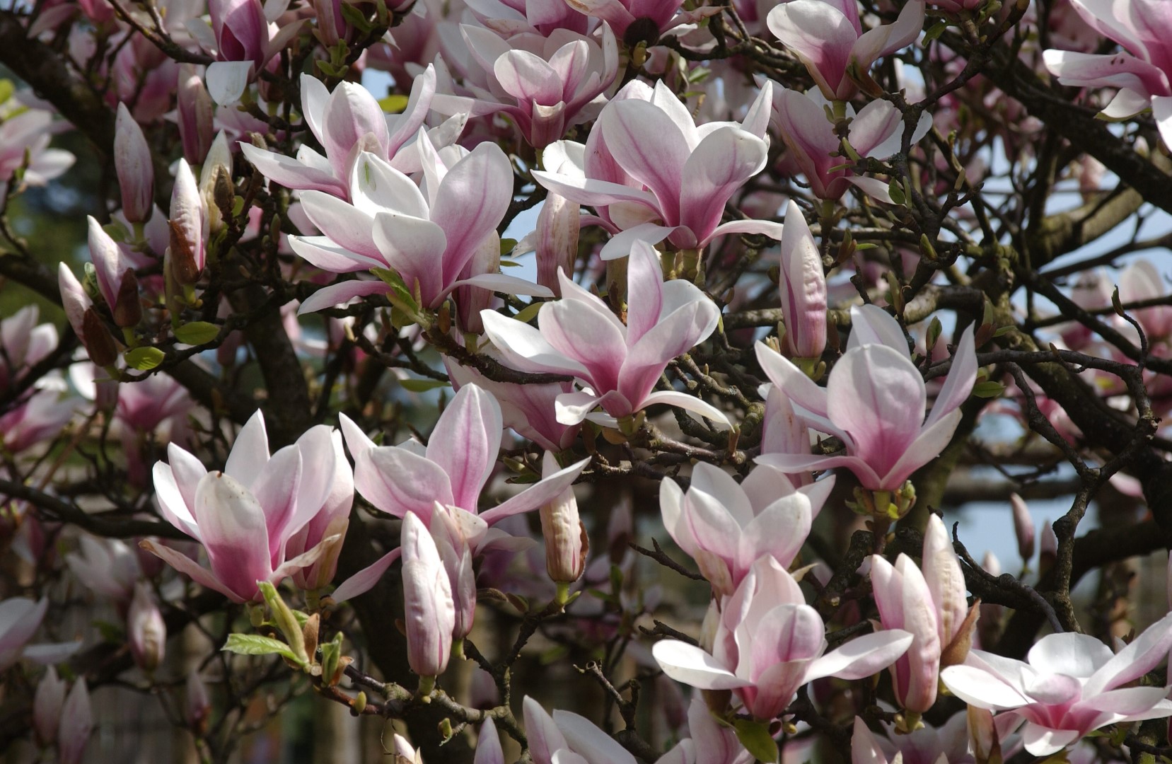 Magnolia ×soulangeana | Saucer Magnolia - Van den Berk Viviros