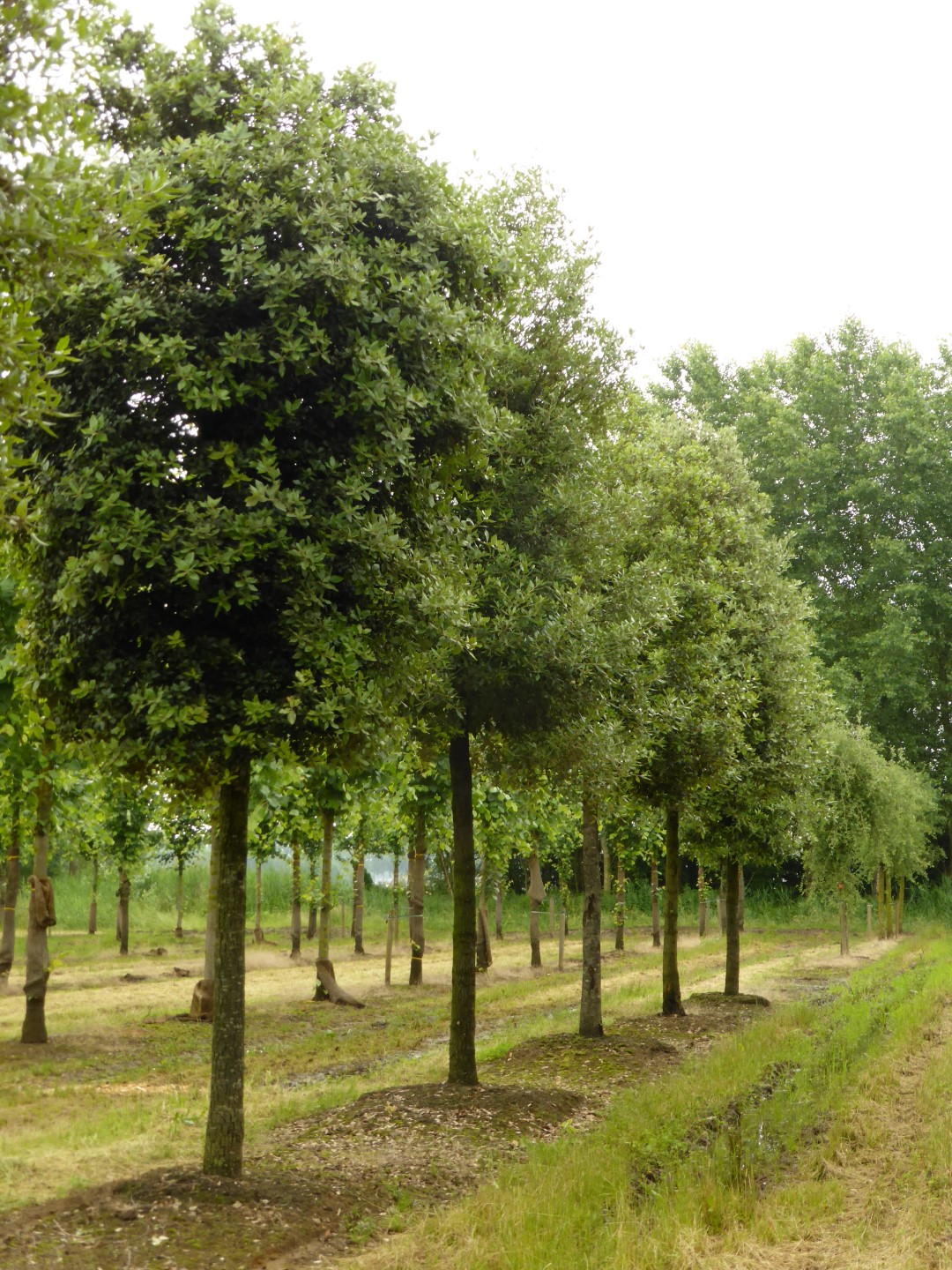 Quercus ilex Holm oak, Holly oak, Evergreen oak Van den Berk Viviros
