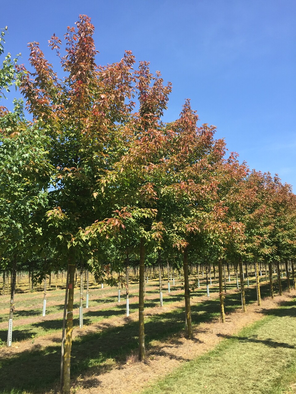 Acer negundo 'Sensation' | Acer negundo 'Sensation' - Van den Berk Viviros