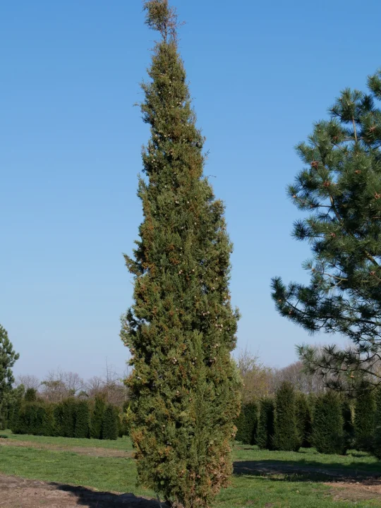 Cupressus sempervirens | Italian cypress, Mediterranean cypress - Van