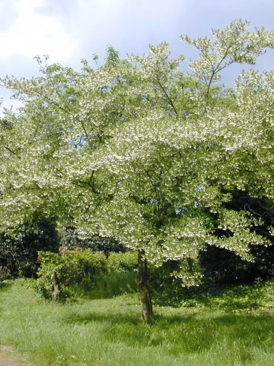 Styrax japonicus | Japanese snowbell, Snowbell tree - Van den Berk Viviros