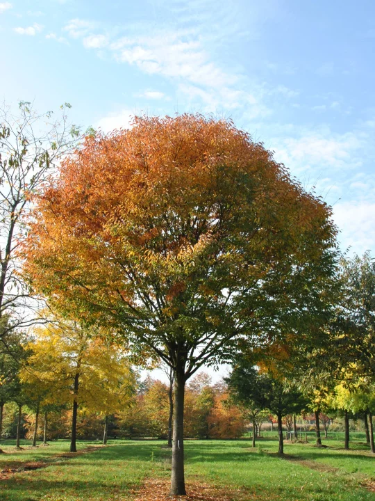 Zelkova serrata GREEN VASE ('Flekova') Zelkova serrata GREEN VASE ('Flekova') Van den Berk