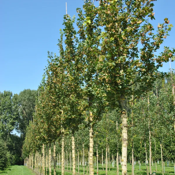 Acer campestre 'Baronne' – Acer campestre 'Baronne'