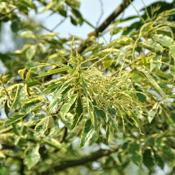 Castanea sativa 'Albomarginata' – Castanea sativa 'Albomarginata'