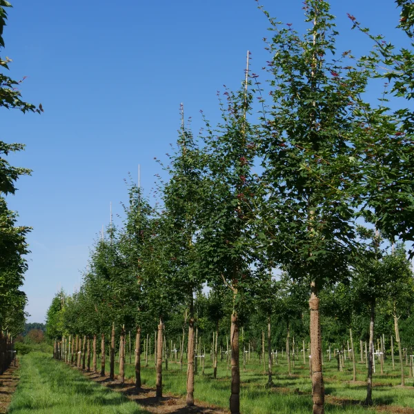 Acer cappadocicum 'Rubrum' – Caucasian maple, Cappadocian maple