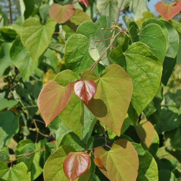 Cercis chinensis 'Avondale' – Cercis chinensis 'Avondale'