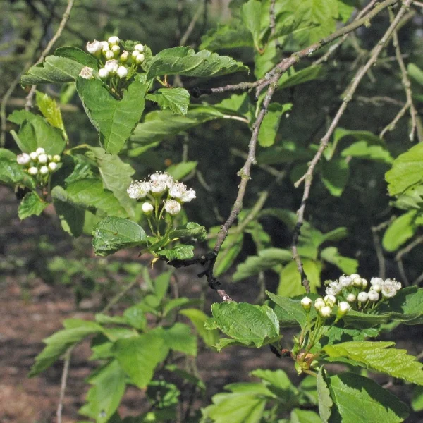 Crataegus chlorosarca – Hawthorn