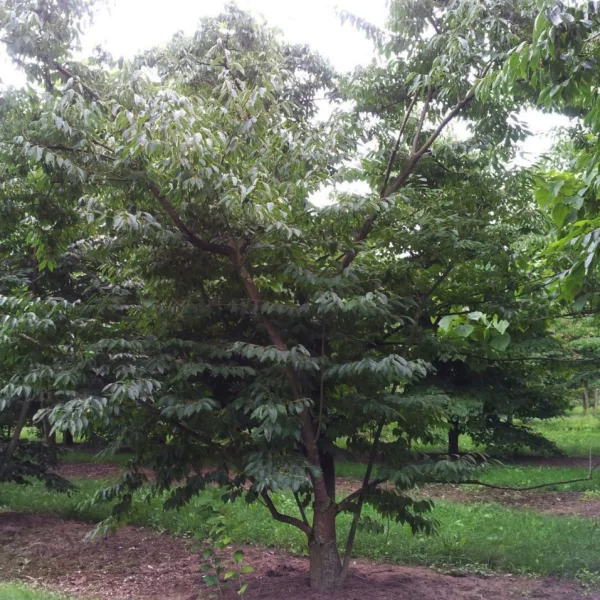 Diospyros virginiana – Diospyros virginiana