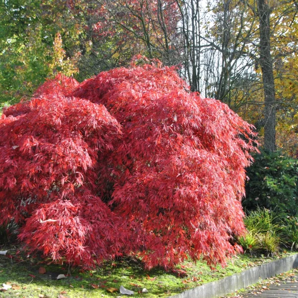 Acer palmatum 'Garnet' – Acer palmatum 'Garnet'