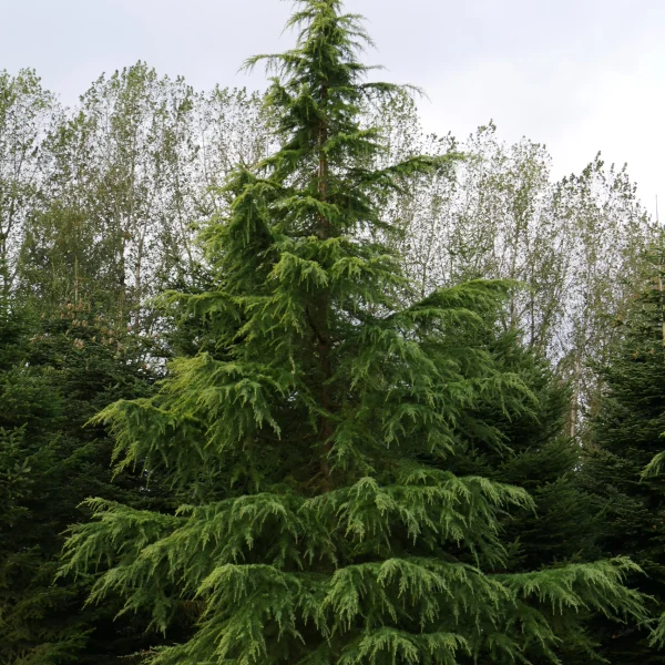 Cedrus deodara 'Aurea' – Cedrus deodara 'Aurea'