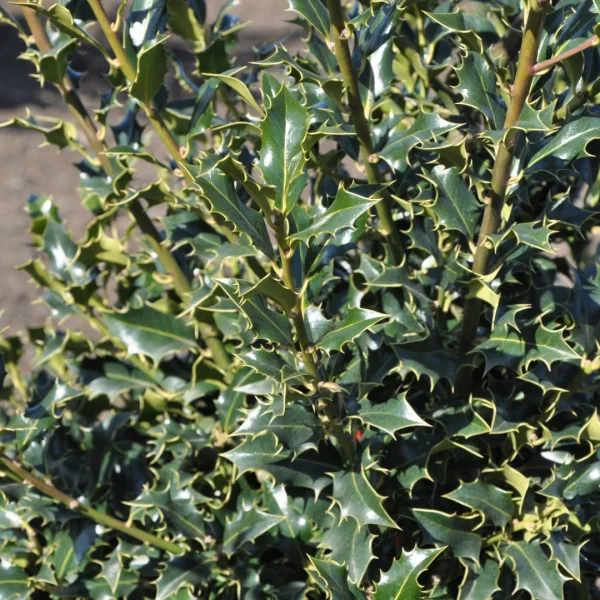 Ilex aquifolium 'Alaska' – Ilex aquifolium 'Alaska'