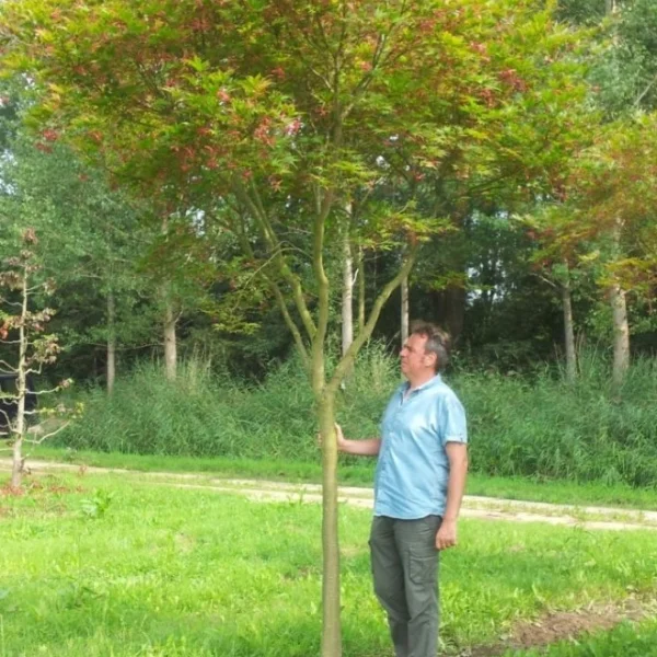 Acer palmatum 'Masu-kagami' – Acer palmatum 'Masu-kagami'