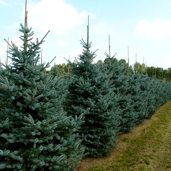 Picea pungens 'Erich Frahm' – Picea pungens 'Erich Frahm'