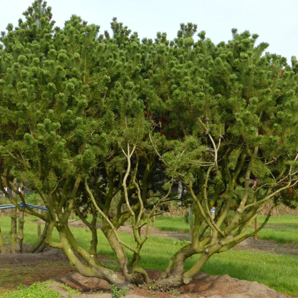 Pinus mugo – Pinus mugo