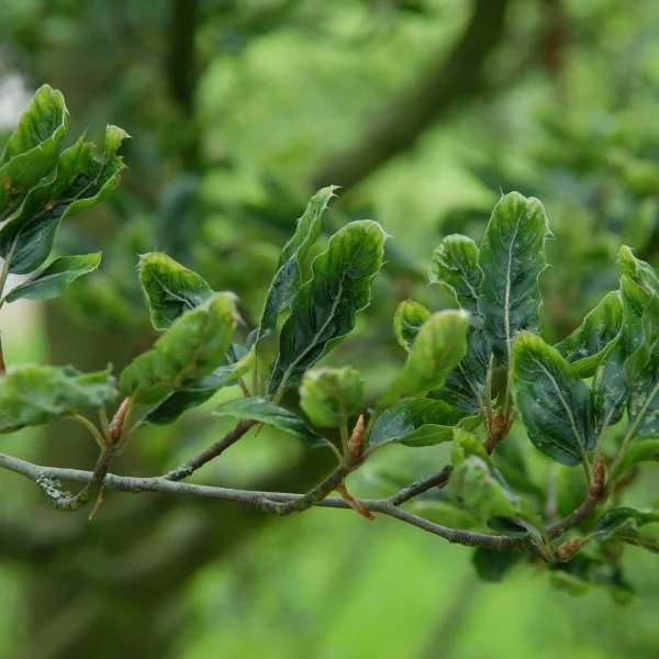 Fagus sylvatica 'Greenwood' – Fagus sylvatica 'Greenwood'