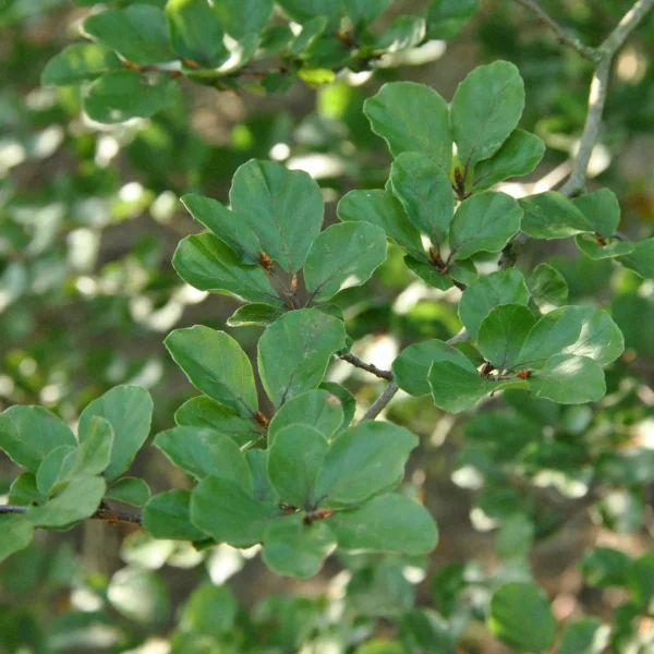Fagus sylvatica 'Rotundifolia' – Fagus sylvatica 'Rotundifolia'