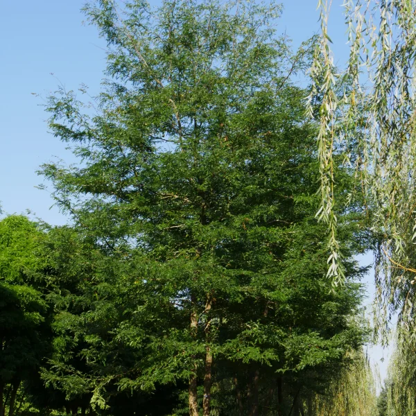 Gleditsia triacanthos – Honey Locust, Sweet Locust