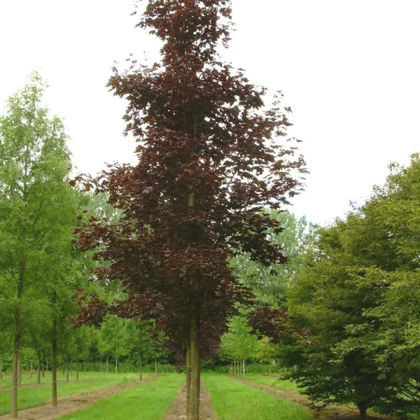 Acer platanoides 'Crimson King' – Acer platanoides 'Crimson King'