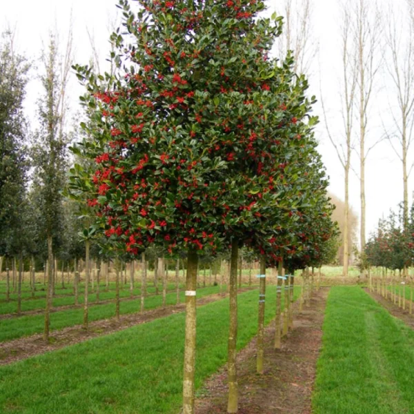Ilex 'Nellie R. Stevens' – Ilex 'Nellie R. Stevens'