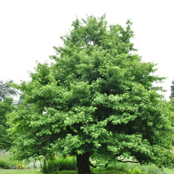 Liquidambar orientalis – Oriental sweet gum