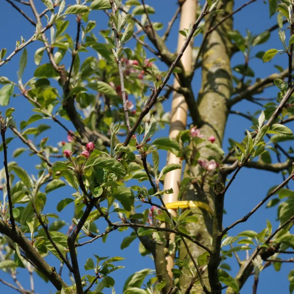 Malus domestica 'Elstar' – Malus domestica 'Elstar'