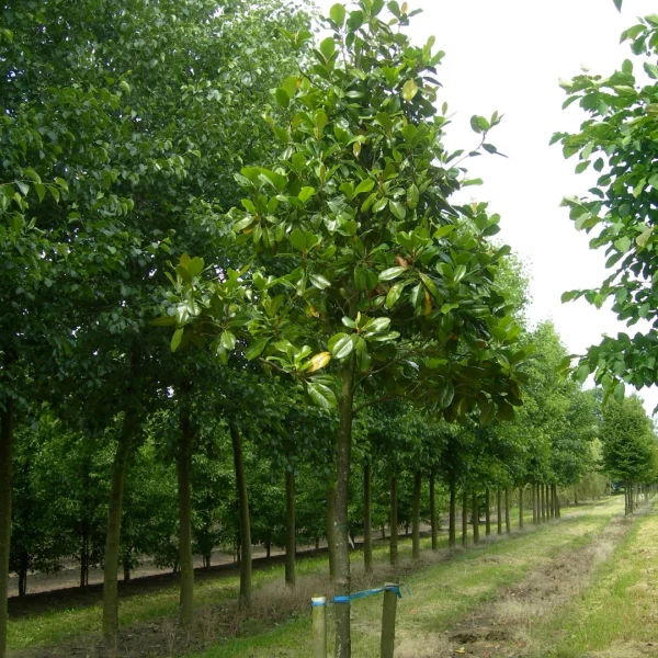 Magnolia grandiflora – Magnolia grandiflora
