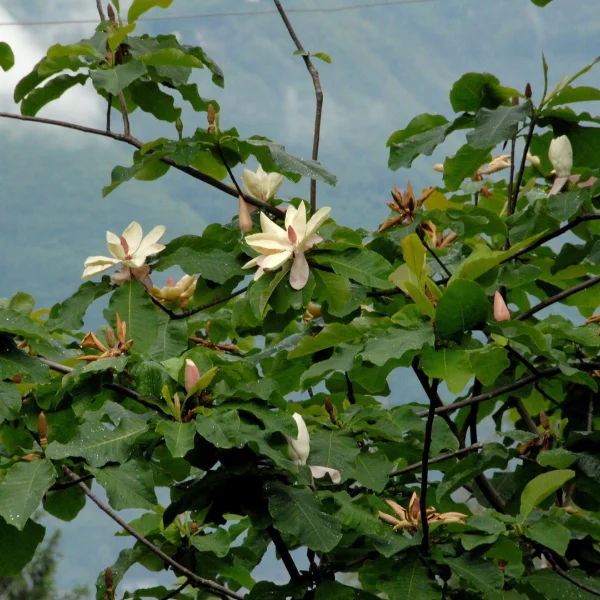 Magnolia hypoleuca – Japanese cucumber tree, Japanese big-leaved Magnolia
