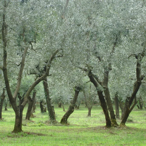 Olea europaea – Olive