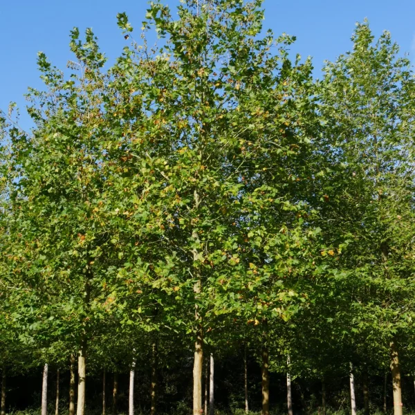 Platanus ×hispanica 'Mr X' – Platanus ×hispanica 'Mr X'