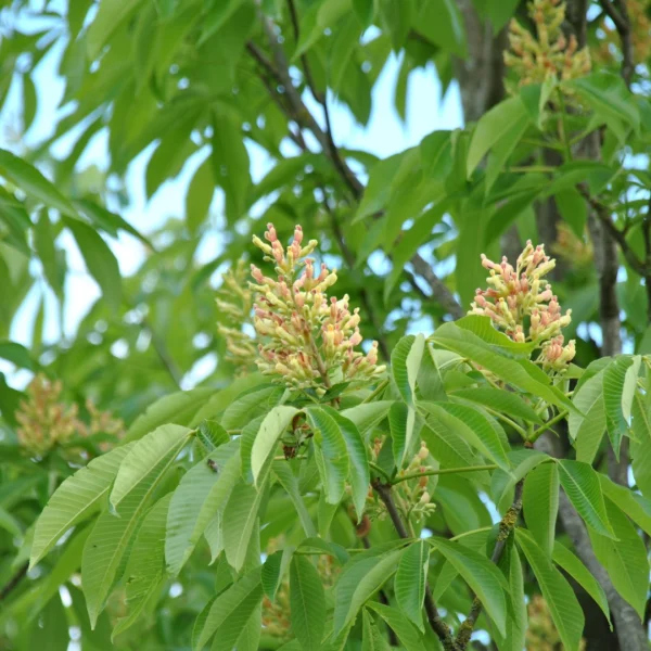 Aesculus flava 'Vestita' – Aesculus flava 'Vestita'