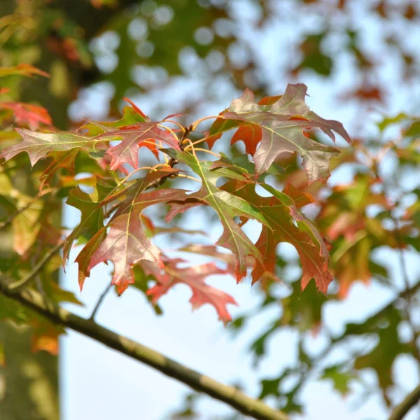 Quercus ellipsoidalis – Northern pin oak, Hill's oak