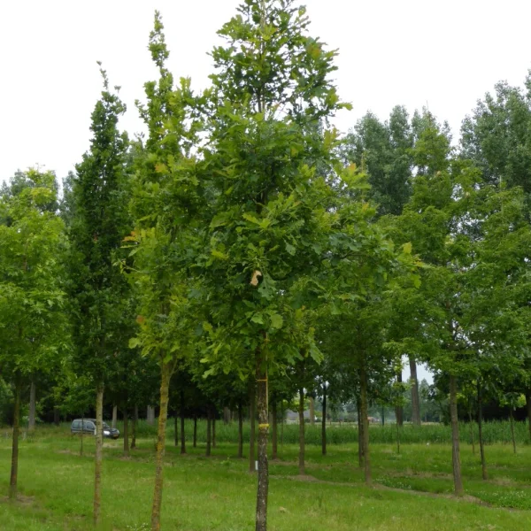 Quercus lyrata – Quercus lyrata