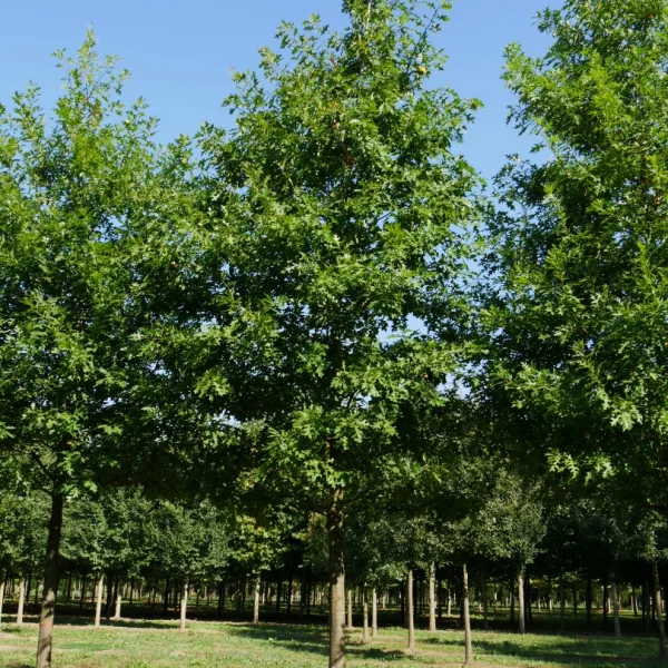 Quercus nuttallii – Quercus nuttallii