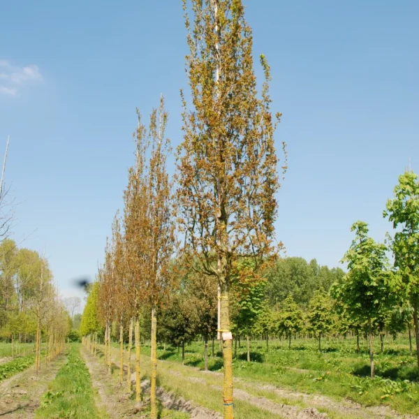 Quercus robur 'Fastigiata Purpurea' – Quercus robur 'Fastigiata Purpurea'