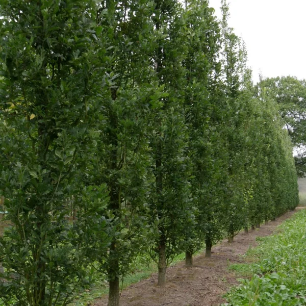 Quercus robur 'Fastigiate Kassel' – Quercus robur 'Fastigiate Kassel'