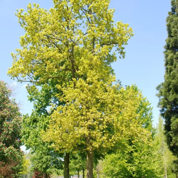Quercus robur 'Marmorata' – Quercus robur 'Marmorata'