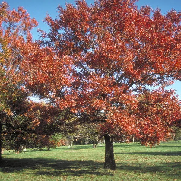 Quercus texana – Nuttall oak, Texas red oak