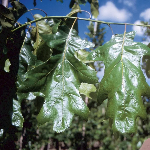 Quercus velutina 'Magnifica' – Quercus velutina 'Magnifica'