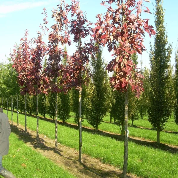 Quercus velutina 'Rubrifolia' – Quercus velutina 'Rubrifolia'