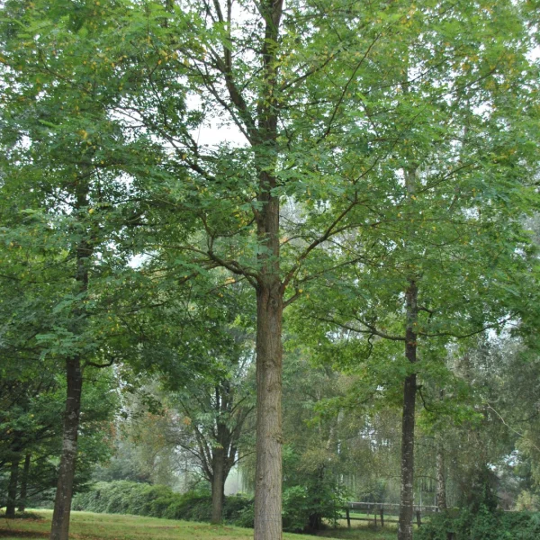 Robinia pseudoacacia 'Appalachia' – Robinia pseudoacacia 'Appalachia'