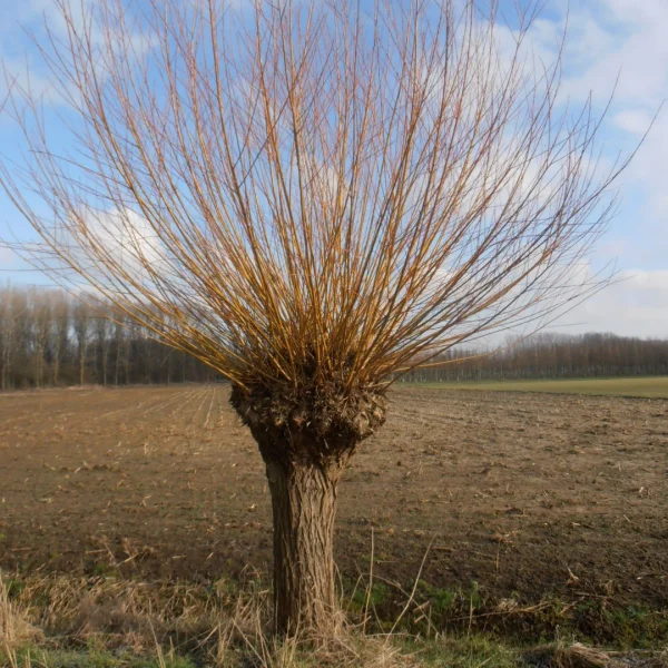 Salix alba 'Chermesina' – Salix alba 'Chermesina'