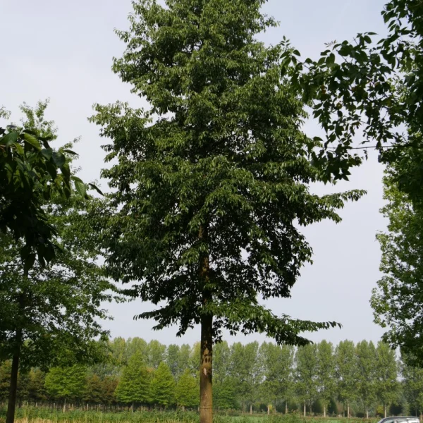 Alnus ×spaethii 'Spaeth'