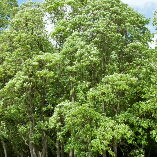 Sassafras albidum – Sassafras
