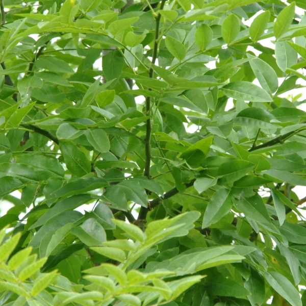 Styphnolobium japonicum MILLSTONE ('Halka') – Styphnolobium japonicum MILLSTONE ('Halka')