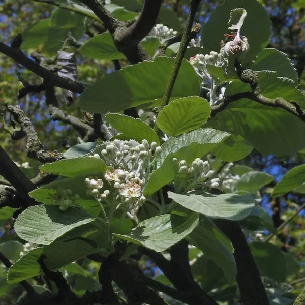 Sorbus thibetica 'John Mitchell' – Sorbus thibetica 'John Mitchell'